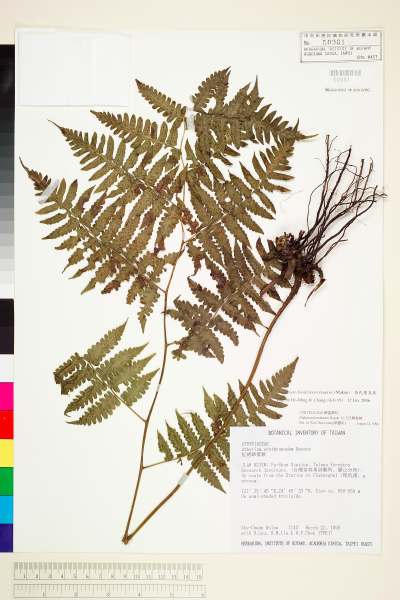 中文種名:德氏雙蓋蕨學名:Diplazium doederleinii (Luerss.) Makino