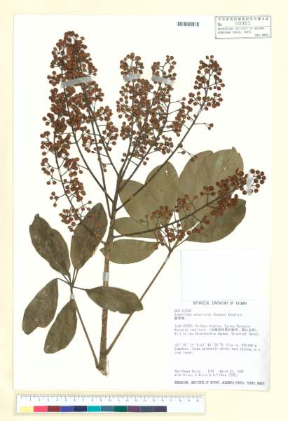 中文種名:鵝掌蘗學名:Schefflera arboricola (Hayata) Kanehira