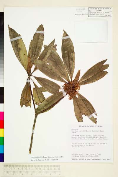 中文種名:五掌楠學名:Neolitsea konishii (Hayata) Kanehira & Sasaki