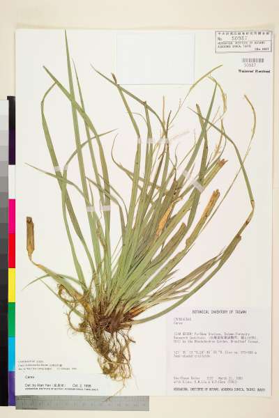 中文種名:長穗宿柱薹學名:Carex dolichostachya Hayata