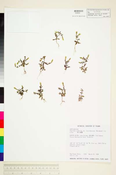 中文種名:高山龍膽學名:Gentiana scabrida Hayata var. horaimontana (Masam.) Liu & Kuo