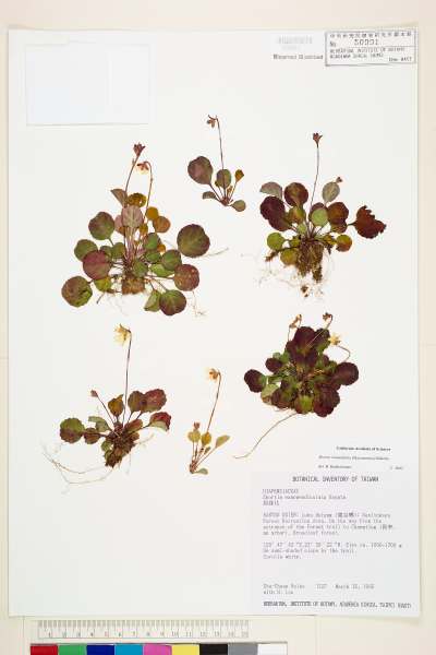 中文種名:倒卵葉裂緣花學名:Shortia rotundifolia (Maxim.) Makino
