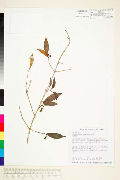 中文種名:芒毛苣苔(長果藤)學名:Aeschynanthus acuminatus Wall. ex A. DC.
