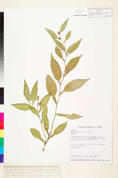 中文種名:柚葉藤學名:Pothos chinensis (Raf.) Merr.