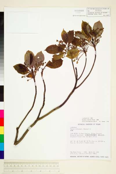 中文種名:香楠學名:Machilus zuihoensis Hayata