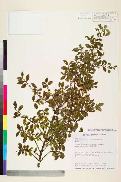 中文種名:假柃木學名:Eurya crenatifolia (Yamamoto) Kobuski
