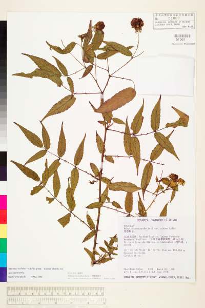中文種名:細葉懸鉤子學名:Rubus linearifoliolatus Hayata