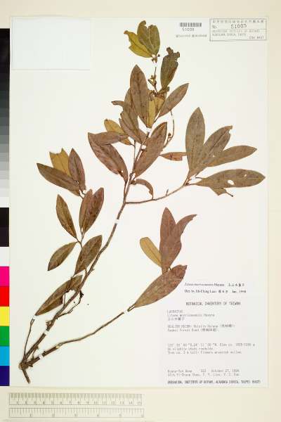 中文種名:玉山木薑子學名:Litsea morrisonensis Hayata