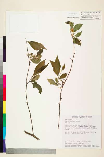 中文種名:烏皮九芎(奮起湖野茉莉)學名:Styrax formosana Matsum.
