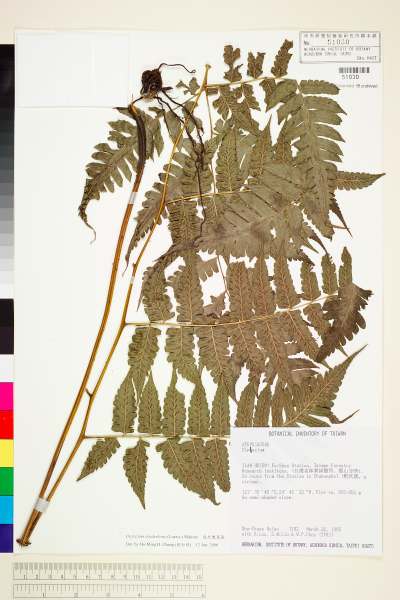 中文種名:德氏雙蓋蕨學名:Diplazium doederleinii (Luerss.) Makino