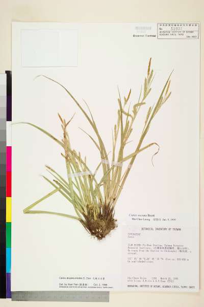 中文種名:中國宿柱薹學名:Carex sociata Boott