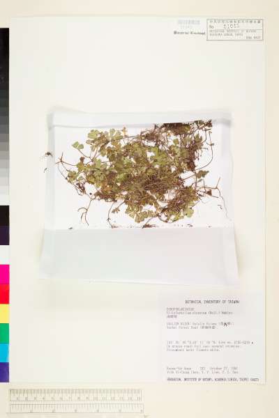 中文種名:海螺菊(幌菊)學名:Ellisiophyllum pinnatum (Wall. ex Benth.) Makino