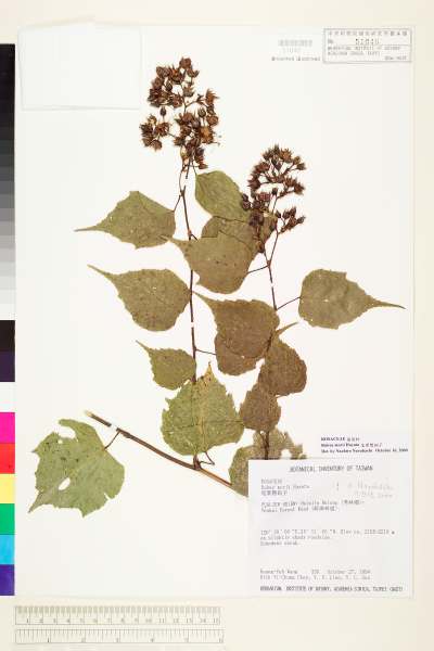 中文種名:尾葉懸鉤子學名:Rubus morii Hayata