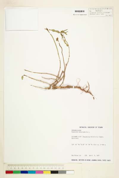 中文種名:白苞猩猩草學名:Euphorbia heterophylla L.