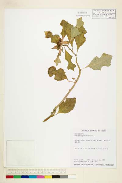 中文種名:猩猩草學名:Euphorbia cyathophora Murr.