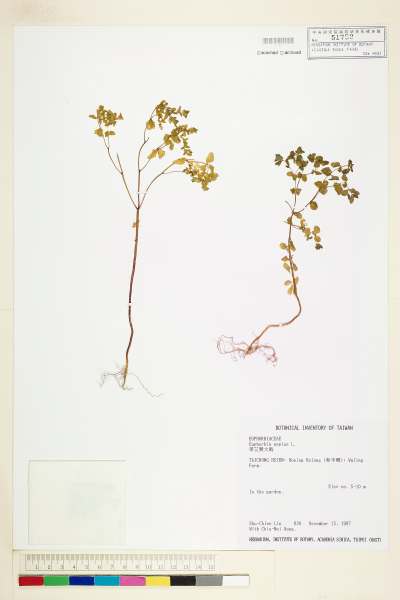 中文種名:荸艾類大戟學名:Euphorbia peplus L.