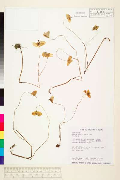 中文種名:岩生秋海棠學名:Begonia ravenii C. I Peng & Y. K. Chen