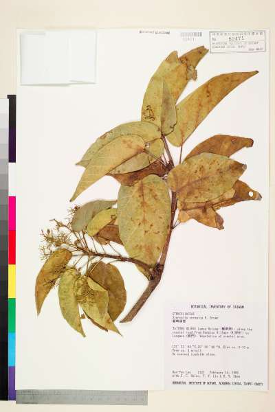 中文種名:蘭嶼蘋婆學名:Sterculia ceramica R. Brown