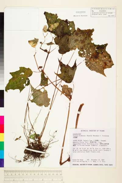 中文種名:水鴨腳學名:Begonia formosana (Hayata) Masam. f. formosana