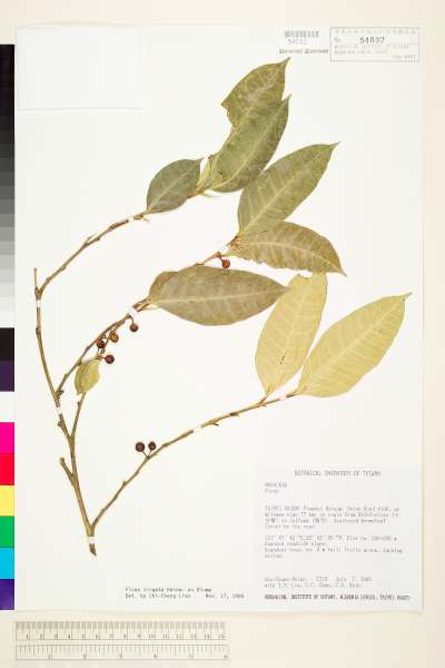 中文種名:白肉榕學名:Ficus virgata Reinw. ex Bl.