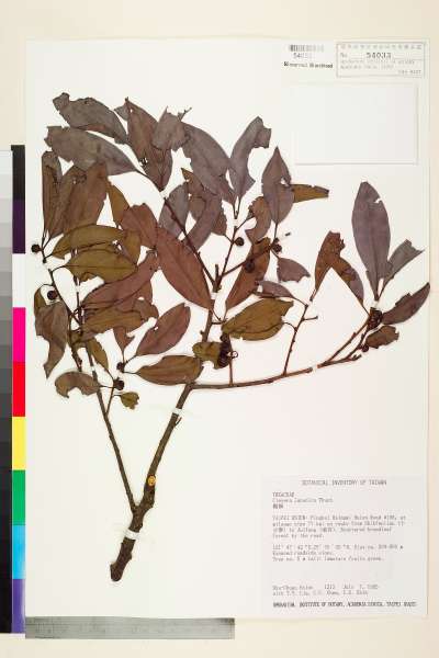 中文種名:紅淡比學名:Cleyera japonica Thunb.