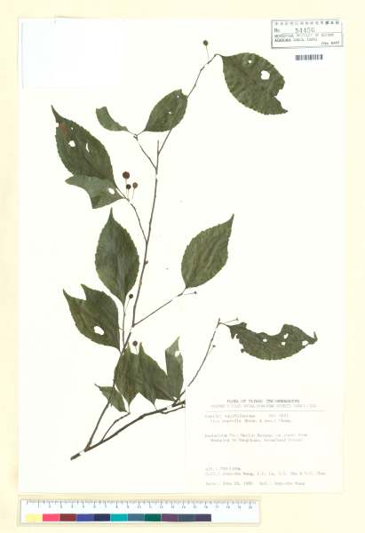 中文種名:燈稱花學名:Ilex asprella (Hook. & Arn.) Champ.