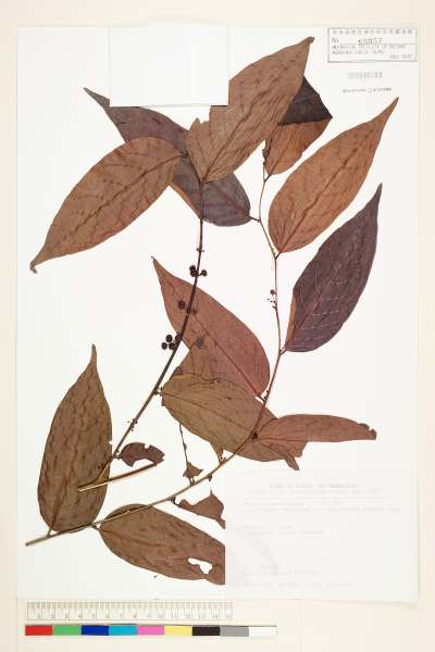 中文種名:披針葉饅頭果學名:Glochidion zeylanicum (Gaertn.) A. Juss. var. lanceolatum (Hayata) M. J. Deng & J. C. Wang