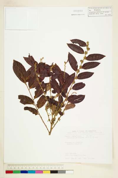 中文種名:菲律賓饅頭果學名:Glochidion philippicum (Cavan.) C. B. Rob.