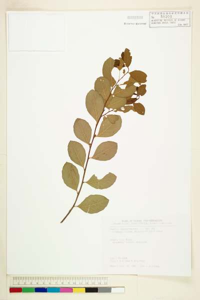 中文種名:密花白飯樹學名:Flueggea virosa (Roxb. ex Willd.) Voigt