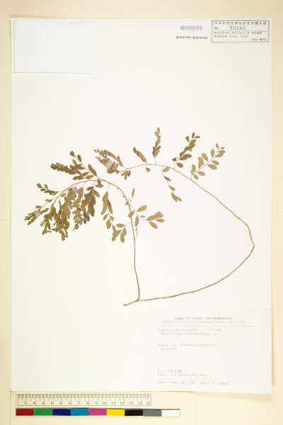 中文種名:細葉油柑學名:Phyllanthus virgatus Forst. f.