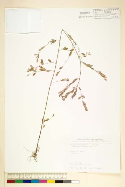 中文種名:細葉油柑學名:Phyllanthus virgatus Forst. f.