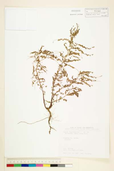 中文種名:小返魂學名:Phyllanthus amarus Schum. & Thonn.