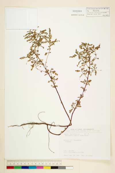 中文種名:小返魂學名:Phyllanthus amarus Schum. & Thonn.