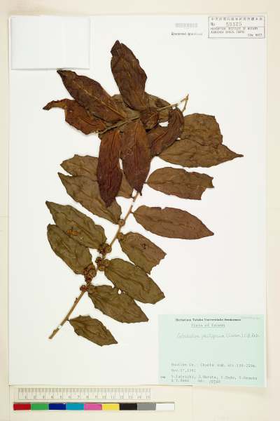 中文種名:菲律賓饅頭果學名:Glochidion philippicum (Cavan.) C. B. Rob.