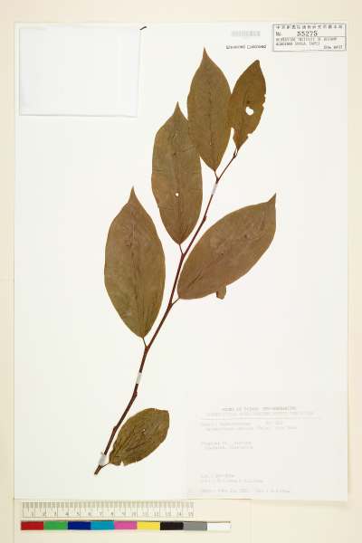 中文種名:紫黃學名:Margaritaria indica (Dalz.) Airy Shaw