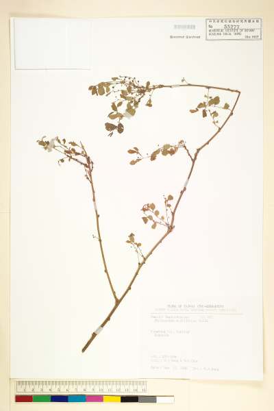 中文種名:多花油柑(白仔)學名:Phyllanthus multiflorus Willd.