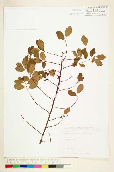 中文種名:密花白飯樹學名:Flueggea virosa (Roxb. ex Willd.) Voigt