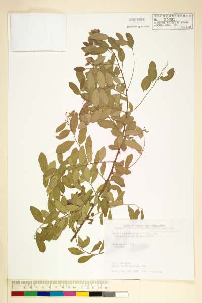 中文種名:多花油柑(白仔)學名:Phyllanthus multiflorus Willd.