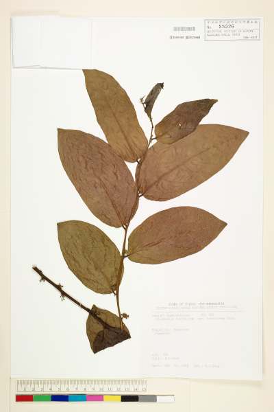 中文種名:赤血仔學名:Glochidion zeylanicum (Gaertn.) A. Juss. var. tomentosum Trim.