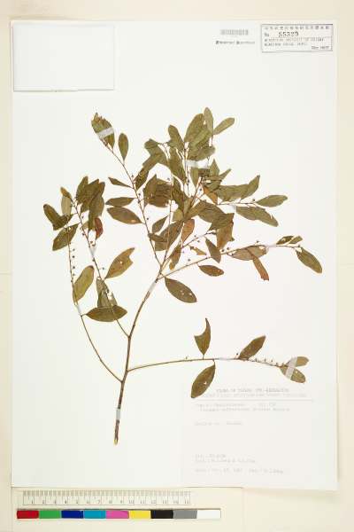 中文種名:白飯樹學名:Flueggea suffruticosa (Pallas) Baillon