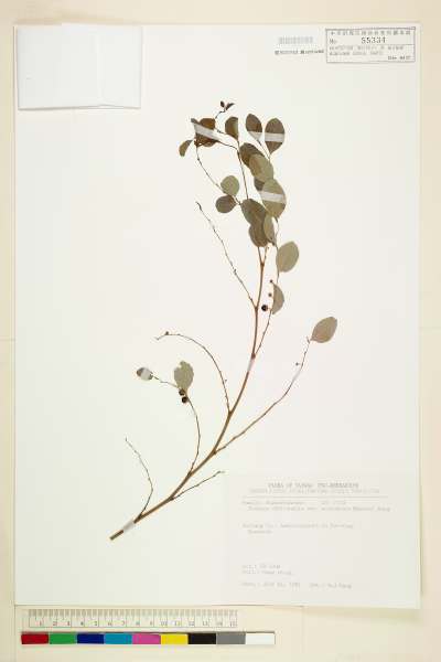 中文種名:小紅仔珠學名:Breynia officinalis Hemsley var. accrescens (Hayata) M. J. Deng & J. C. Wang