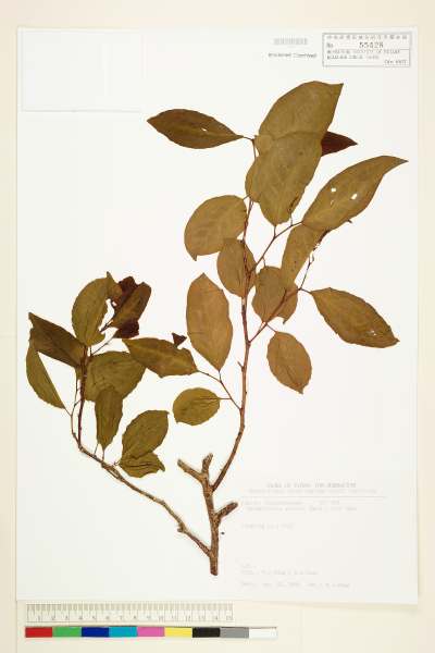 中文種名:紫黃學名:Margaritaria indica (Dalz.) Airy Shaw