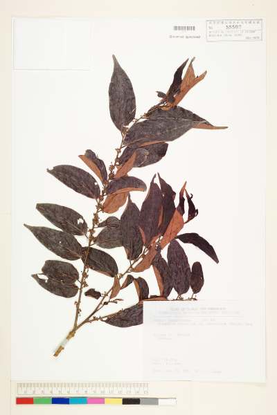 中文種名:披針葉饅頭果學名:Glochidion zeylanicum (Gaertn.) A. Juss. var. lanceolatum (Hayata) M. J. Deng & J. C. Wang
