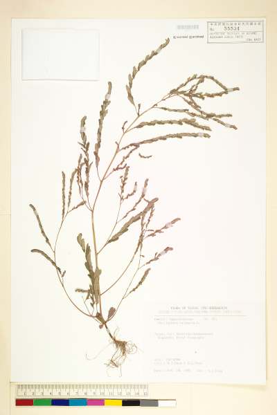 中文種名:葉下珠(珠仔草)學名:Phyllanthus urinaria L.