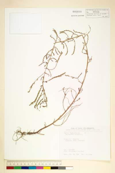 中文種名:葉下珠(珠仔草)學名:Phyllanthus urinaria L.