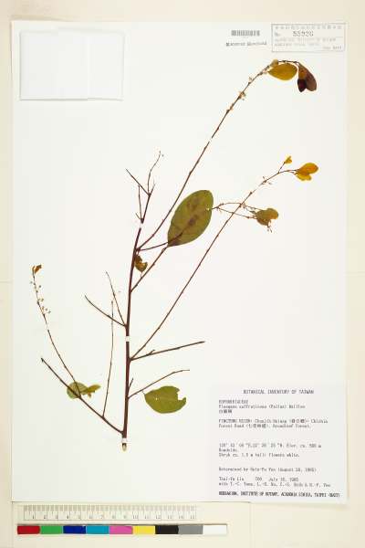 中文種名:白飯樹學名:Flueggea suffruticosa (Pallas) Baillon
