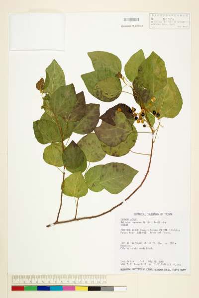 中文種名:扛香藤學名:Mallotus repandus (Willd.) Muell.-Arg.
