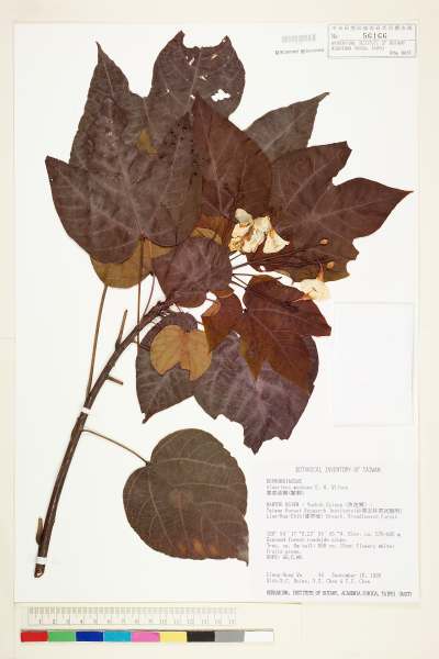 中文種名:廣東油桐(皺桐)學名:Aleurites montana E. H. Wilson