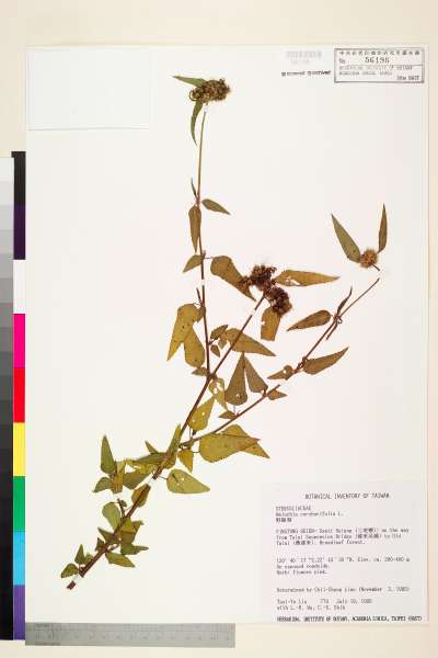 中文種名:野路葵學名:Melochia corchorifolia L.