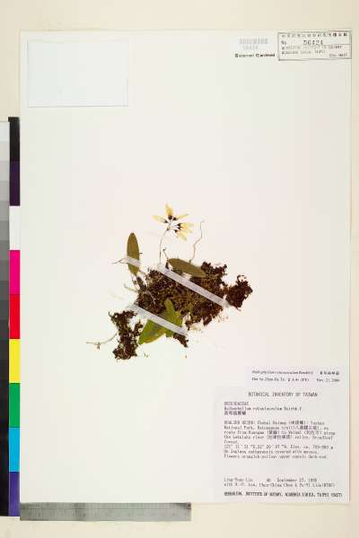 中文種名:黃萼捲瓣蘭學名:Bulbophyllum retusiusculum Reichb. f.